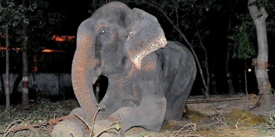 sirt-az-elefant