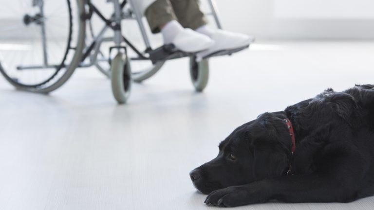 Imádni való terápiás kutyus segíti az idősotthon lakóit
