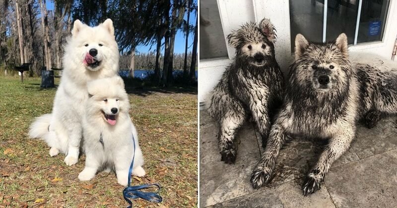 Sárosan tért haza a két bolyhos hófehér szamojéd kutyus - ártatlan kinézetük meghódította a netet